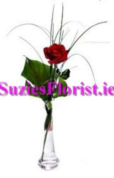 Single Kiss Rose Single Kiss Rose
